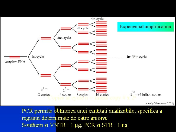 Copies at cycle n = Initial copy # x 2 n PCR permite obtinerea