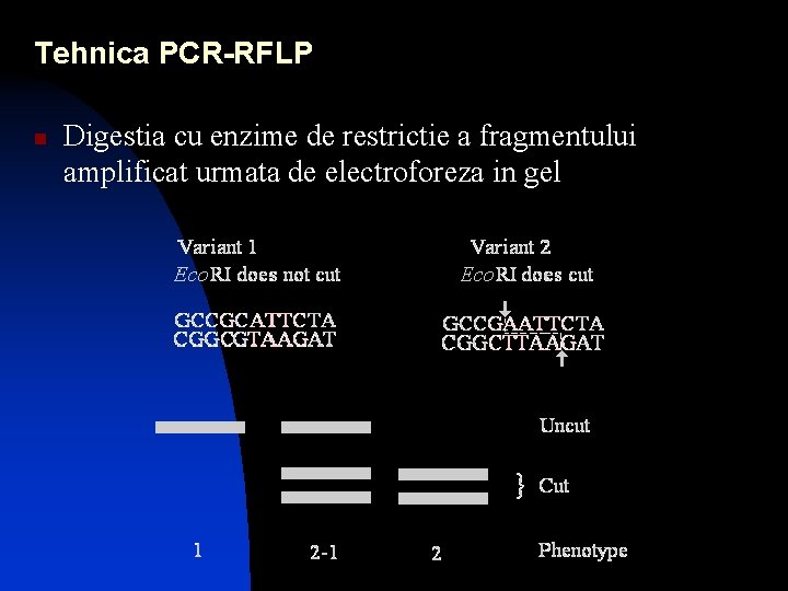 Tehnica PCR-RFLP n Digestia cu enzime de restrictie a fragmentului amplificat urmata de electroforeza