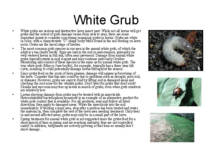 White Grub • • • White grubs are serious and destructive lawn insect pest.