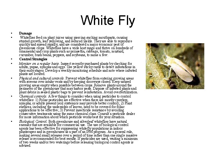 White Fly • • Damage Whiteflies feed on plant juices using piercing-sucking mouthparts, causing