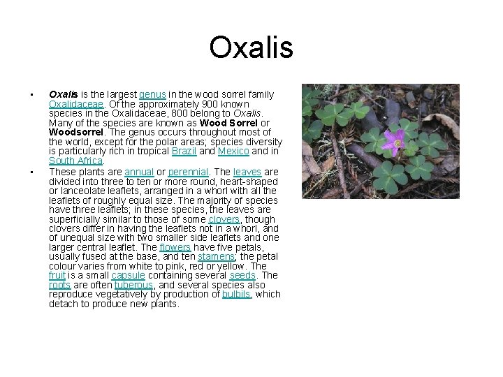 Oxalis • • Oxalis is the largest genus in the wood sorrel family Oxalidaceae.