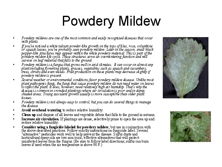 Powdery Mildew • • • Powdery mildews are one of the most common and