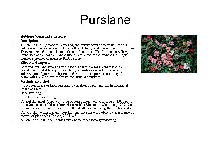 Purslane • • • Habitat/: Warm and moist soils Description The stem is fleshy,