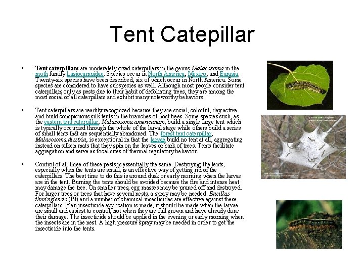 Tent Catepillar • Tent caterpillars are moderately sized caterpillars in the genus Malacosoma in