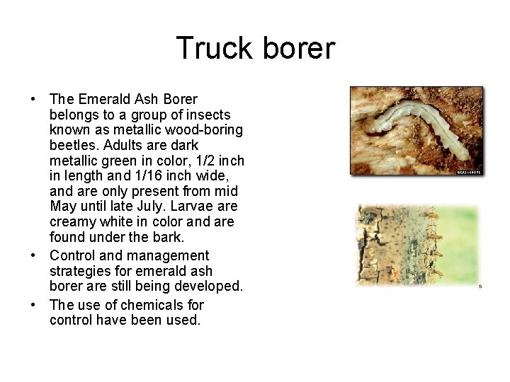 Truck borer • The Emerald Ash Borer belongs to a group of insects known