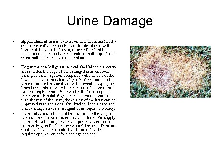 Urine Damage • Application of urine, which contains ammonia (a salt) and is generally