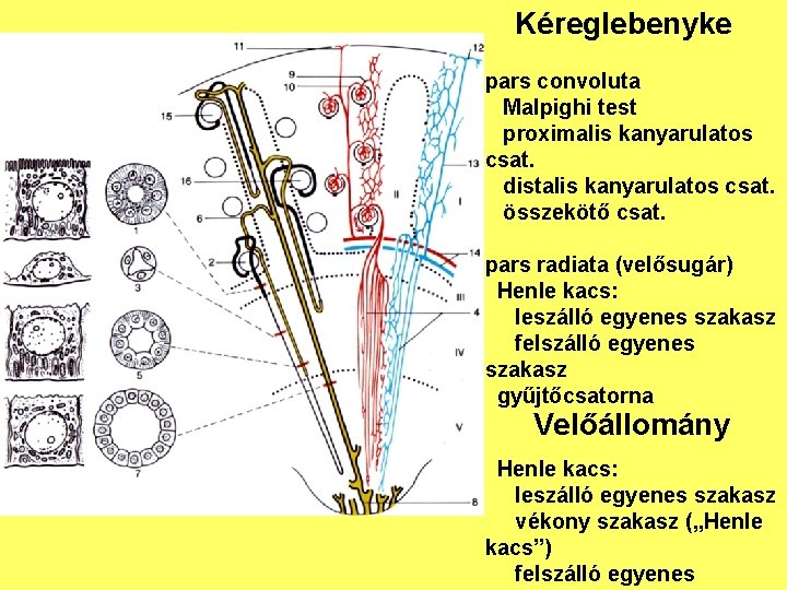 Kéreglebenyke pars convoluta Malpighi test proximalis kanyarulatos csat. distalis kanyarulatos csat. összekötő csat. pars