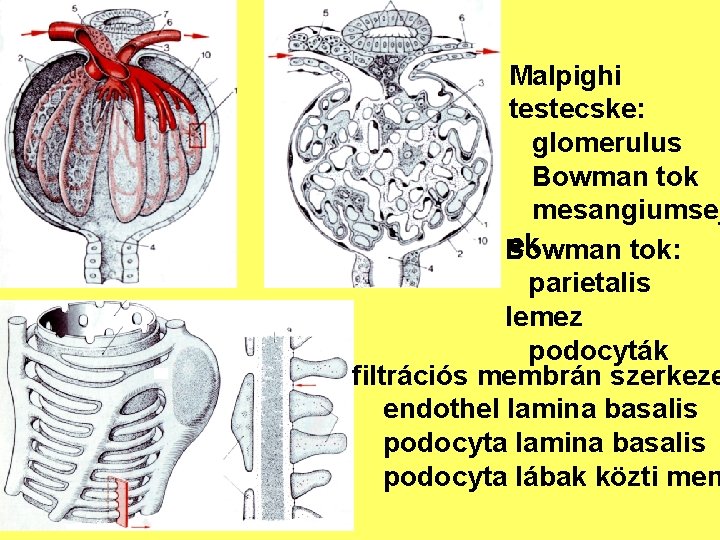 Malpighi testecske: glomerulus Bowman tok mesangiumsej ek Bowman tok: parietalis lemez podocyták filtrációs membrán