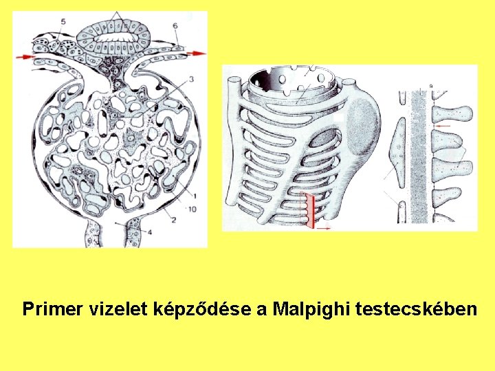 Primer vizelet képződése a Malpighi testecskében 