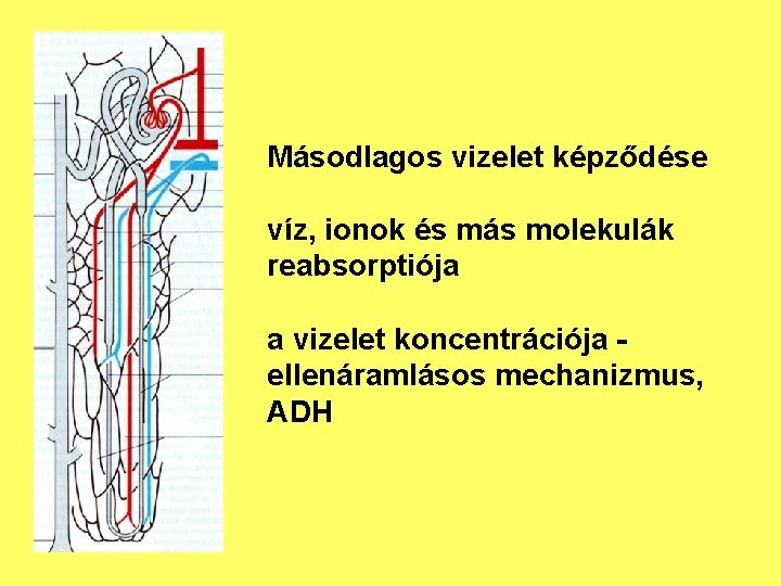 Másodlagos vizelet képződése víz, ionok és más molekulák reabsorptiója a vizelet koncentrációja ellenáramlásos mechanizmus,