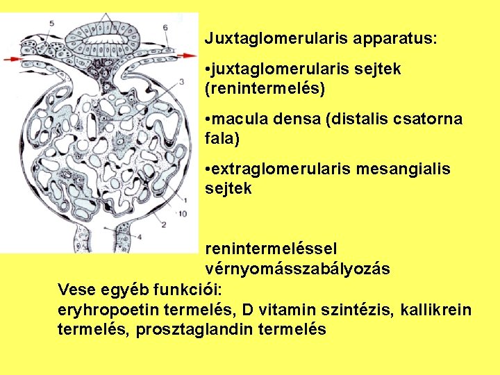 Juxtaglomerularis apparatus: • juxtaglomerularis sejtek (renintermelés) • macula densa (distalis csatorna fala) • extraglomerularis