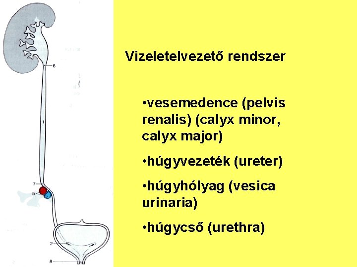 Vizeletelvezető rendszer • vesemedence (pelvis renalis) (calyx minor, calyx major) • húgyvezeték (ureter) •