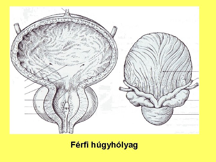 Férfi húgyhólyag 