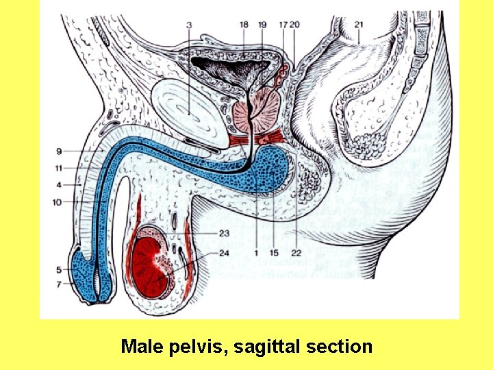 Male pelvis, sagittal section 