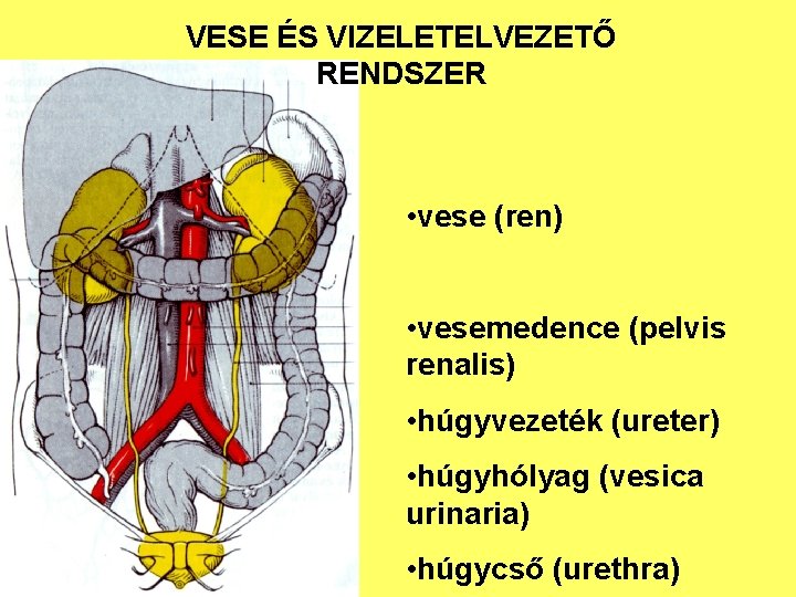 VESE ÉS VIZELETELVEZETŐ RENDSZER • vese (ren) • vesemedence (pelvis renalis) • húgyvezeték (ureter)