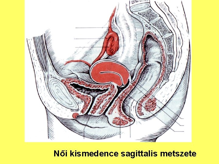 Női kismedence sagittalis metszete 