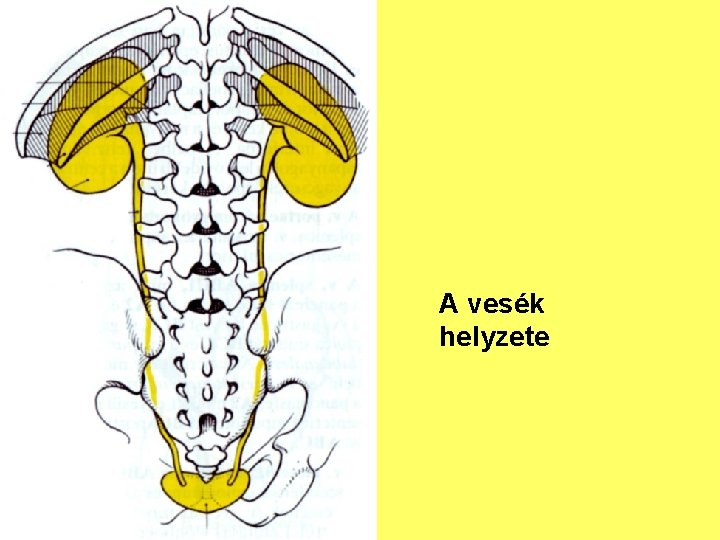 A vesék helyzete 