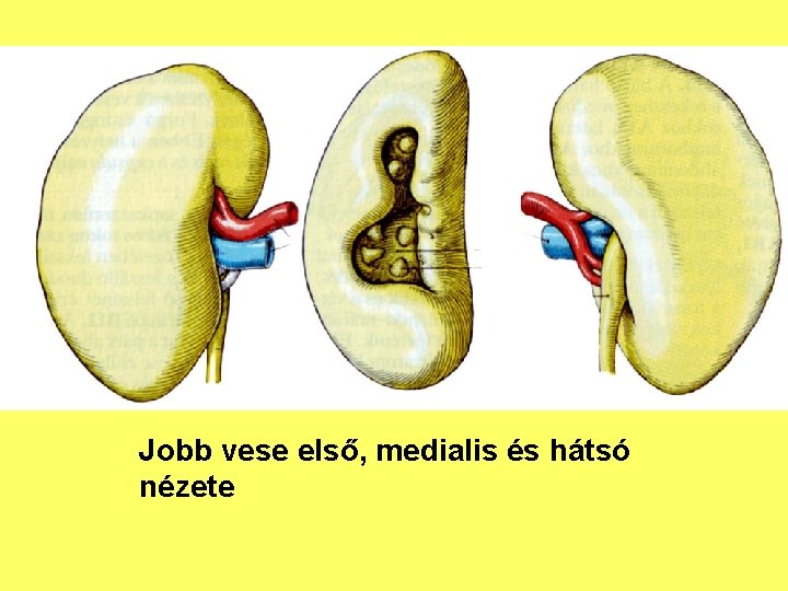 Jobb vese első, medialis és hátsó nézete 