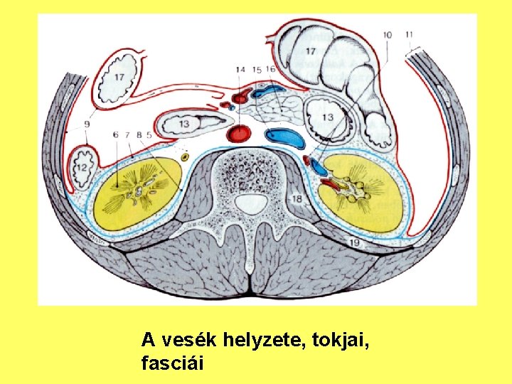 A vesék helyzete, tokjai, fasciái 