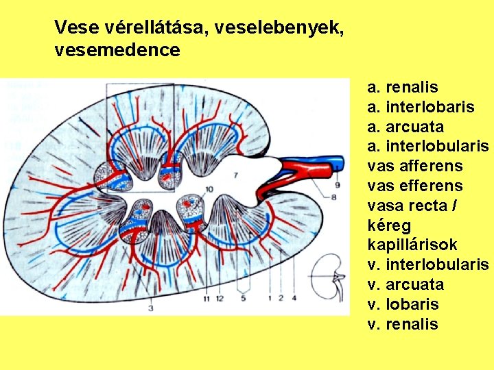 Vese vérellátása, veselebenyek, vesemedence a. renalis a. interlobaris a. arcuata a. interlobularis vas afferens