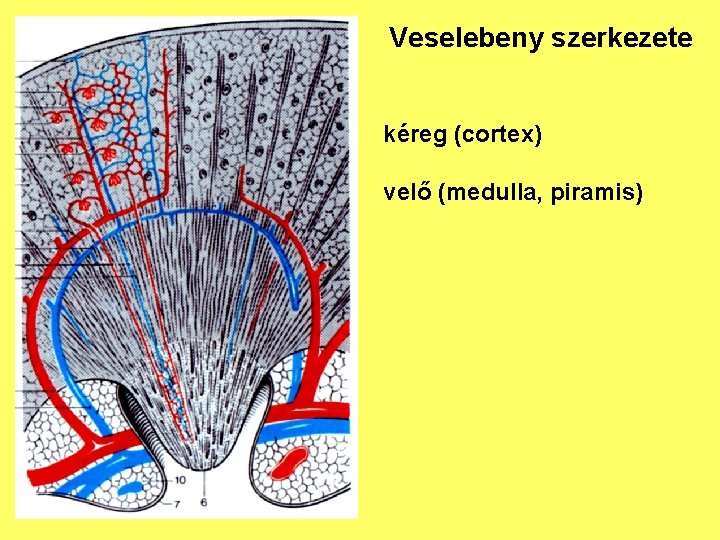Veselebeny szerkezete kéreg (cortex) velő (medulla, piramis) 