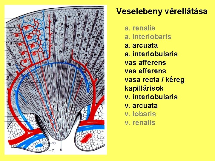 Veselebeny vérellátása a. renalis a. interlobaris a. arcuata a. interlobularis vas afferens vas efferens