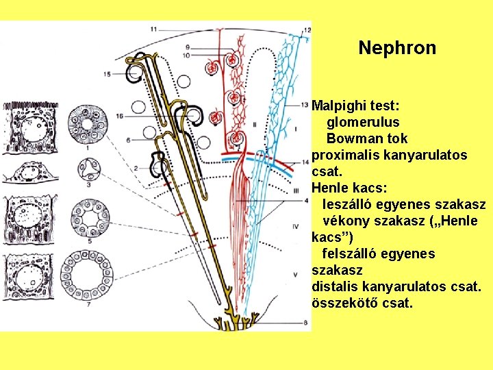 Nephron Malpighi test: glomerulus Bowman tok proximalis kanyarulatos csat. Henle kacs: leszálló egyenes szakasz