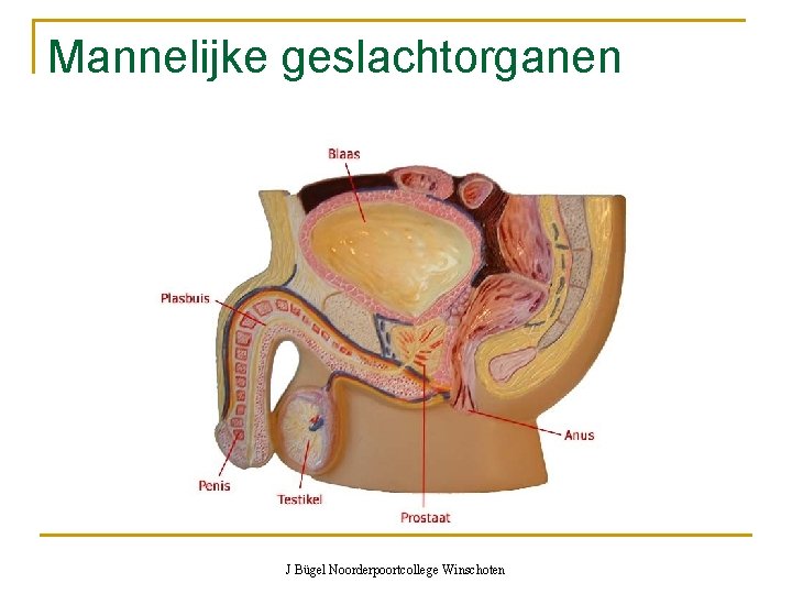 Mannelijke geslachtorganen J Bügel Noorderpoortcollege Winschoten 