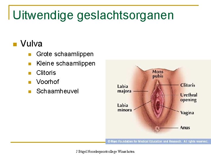 Uitwendige geslachtsorganen n Vulva n n n Grote schaamlippen Kleine schaamlippen Clitoris Voorhof Schaamheuvel