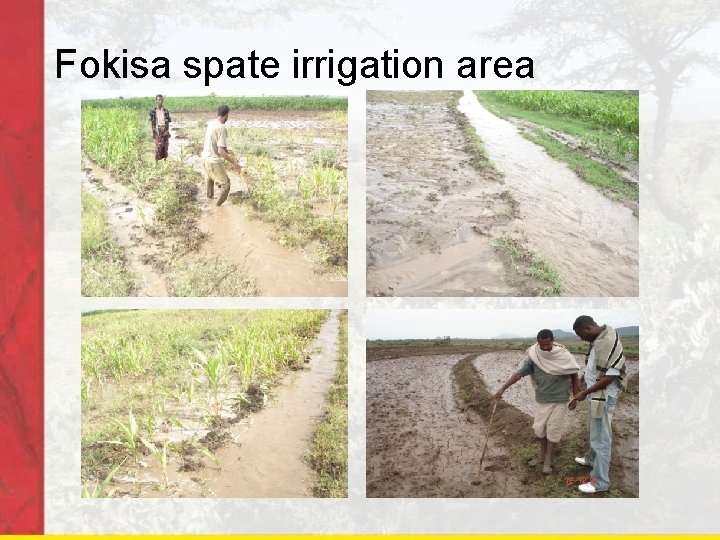 Fokisa spate irrigation area 