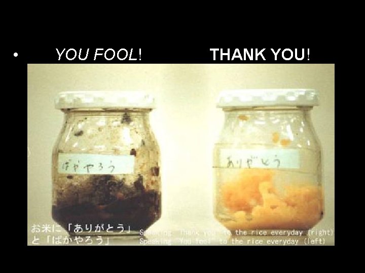  • YOU FOOL! THANK YOU! 