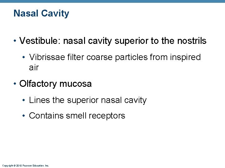 Nasal Cavity • Vestibule: nasal cavity superior to the nostrils • Vibrissae filter coarse