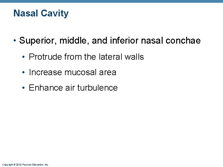Nasal Cavity • Superior, middle, and inferior nasal conchae • Protrude from the lateral