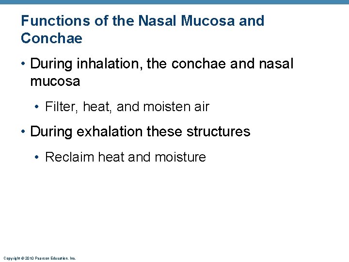 Functions of the Nasal Mucosa and Conchae • During inhalation, the conchae and nasal