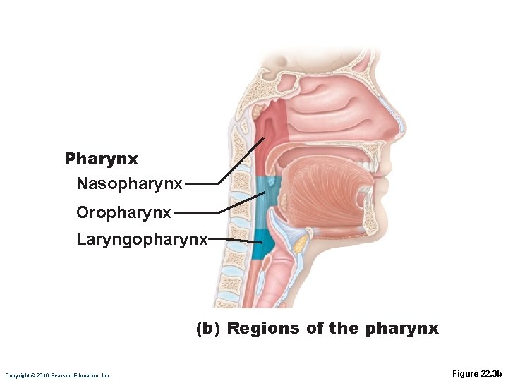Pharynx Nasopharynx Oropharynx Laryngopharynx (b) Regions of the pharynx Copyright © 2010 Pearson Education,