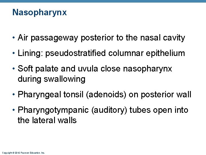 Nasopharynx • Air passageway posterior to the nasal cavity • Lining: pseudostratified columnar epithelium