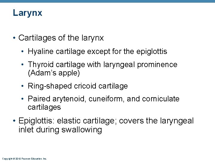 Larynx • Cartilages of the larynx • Hyaline cartilage except for the epiglottis •