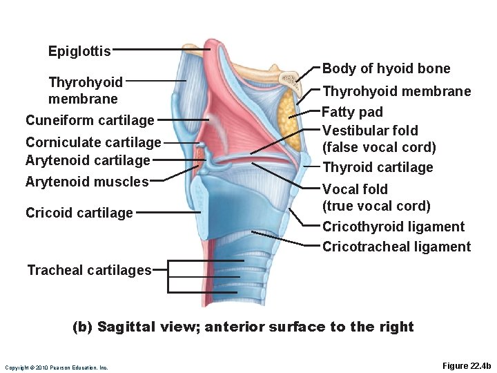 Epiglottis Thyrohyoid membrane Cuneiform cartilage Corniculate cartilage Arytenoid muscles Cricoid cartilage Body of hyoid