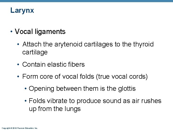 Larynx • Vocal ligaments • Attach the arytenoid cartilages to the thyroid cartilage •