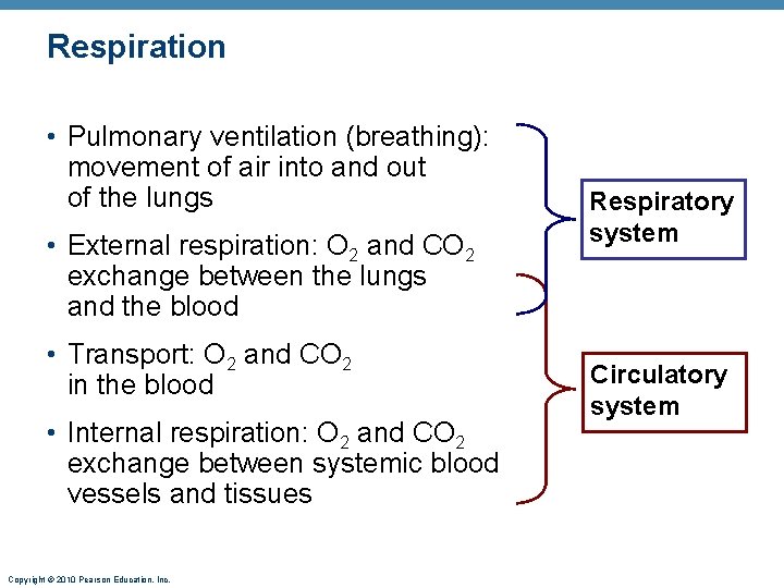 Respiration • Pulmonary ventilation (breathing): movement of air into and out of the lungs
