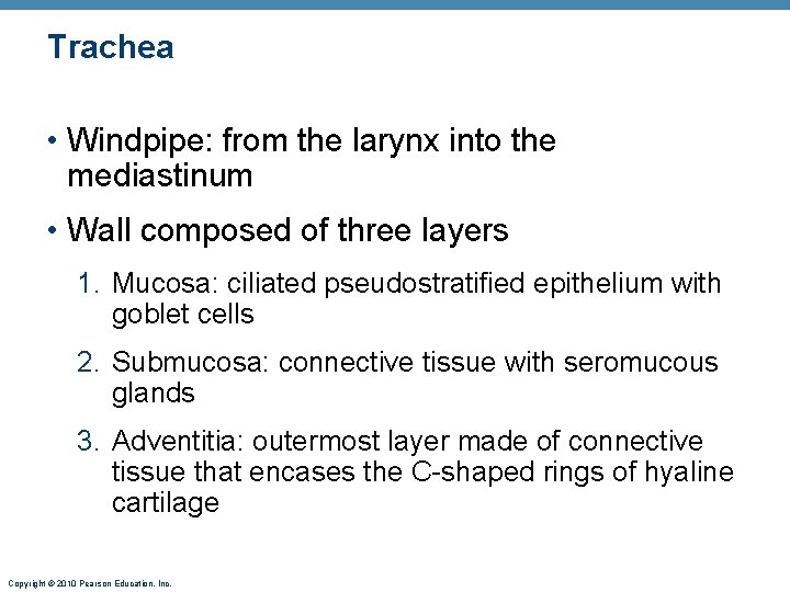 Trachea • Windpipe: from the larynx into the mediastinum • Wall composed of three