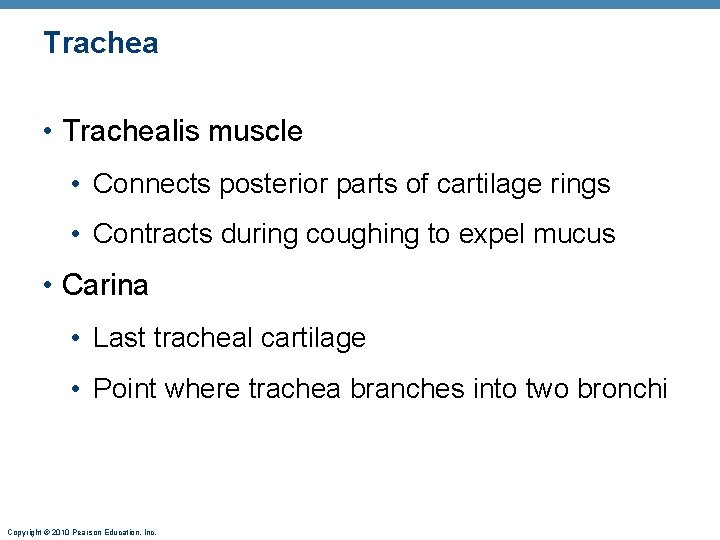 Trachea • Trachealis muscle • Connects posterior parts of cartilage rings • Contracts during