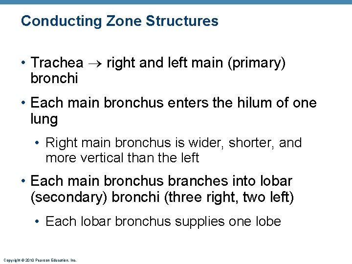 Conducting Zone Structures • Trachea right and left main (primary) bronchi • Each main