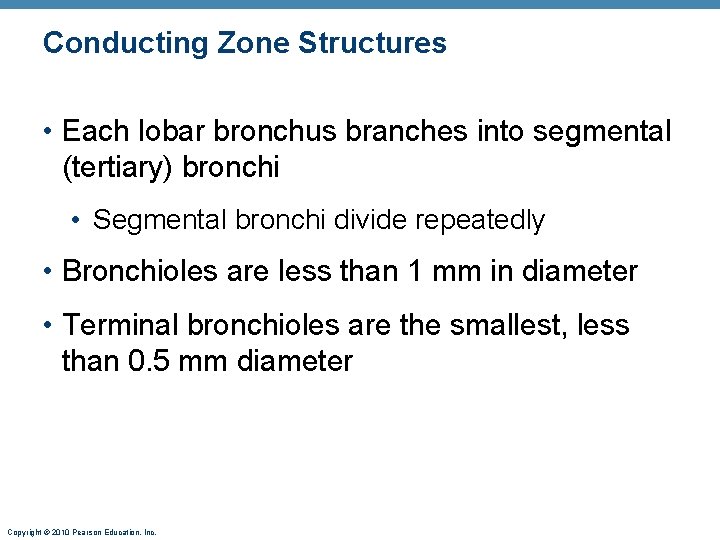 Conducting Zone Structures • Each lobar bronchus branches into segmental (tertiary) bronchi • Segmental