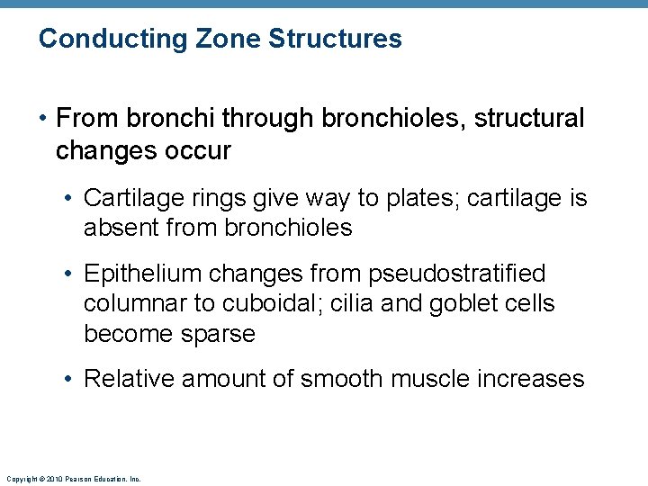 Conducting Zone Structures • From bronchi through bronchioles, structural changes occur • Cartilage rings