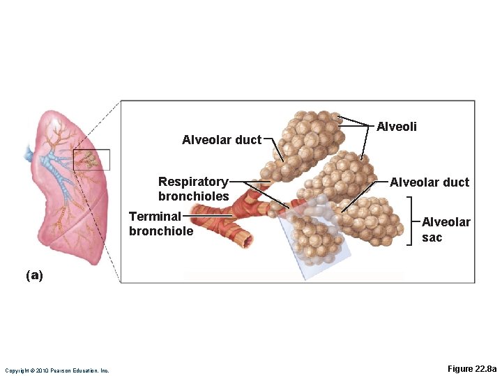 Alveolar duct Respiratory bronchioles Terminal bronchiole Alveoli Alveolar duct Alveolar sac (a) Copyright ©