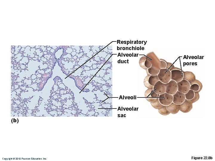 Respiratory bronchiole Alveolar duct Alveolar pores Alveoli (b) Copyright © 2010 Pearson Education, Inc.
