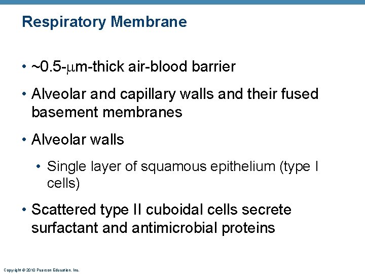 Respiratory Membrane • ~0. 5 - m-thick air-blood barrier • Alveolar and capillary walls