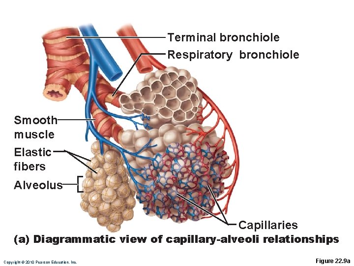 Terminal bronchiole Respiratory bronchiole Smooth muscle Elastic fibers Alveolus Capillaries (a) Diagrammatic view of