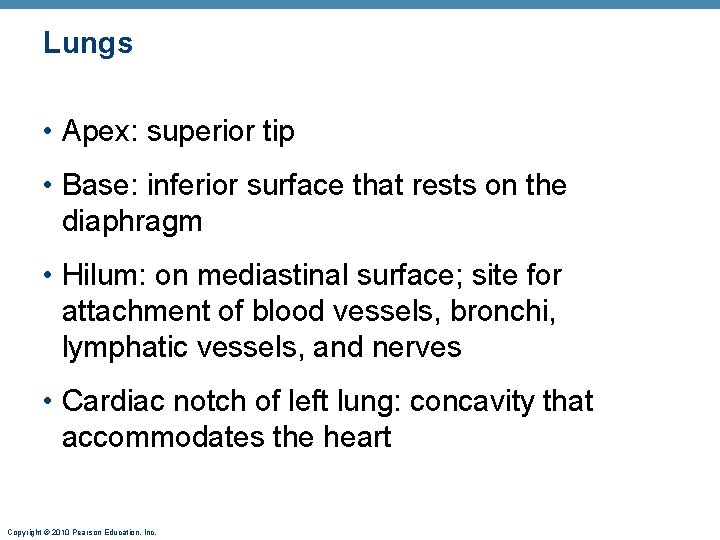Lungs • Apex: superior tip • Base: inferior surface that rests on the diaphragm